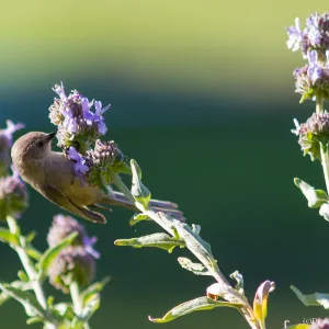 Bushtit