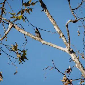 Acorn Woodpecker