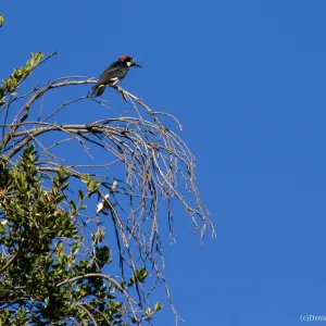 Acorn Woodpecker