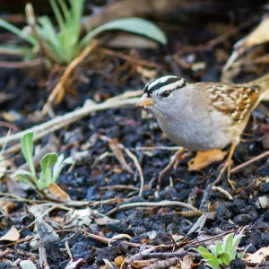White-crowned sparrow