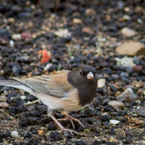 Dark-eyed Junco