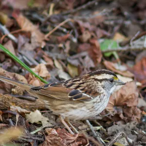 White-throated Sparrow