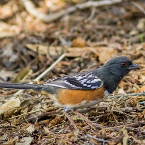Spotted Towhee