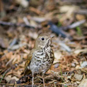 Hermit Thrush