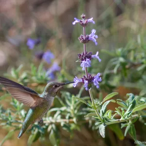 Anna's hummingbird