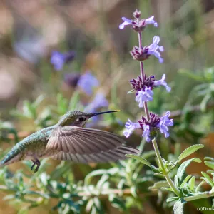 Anna's hummingbird