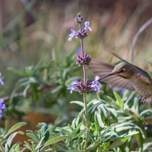 Anna's hummingbird