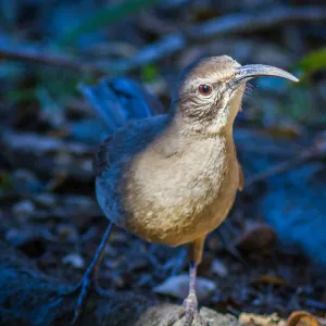 California Thrasher