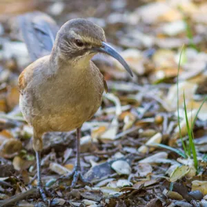 California Thrasher