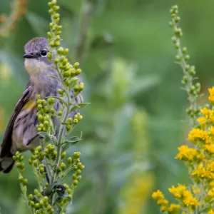 Yellow-rumped Warbler