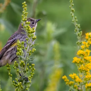 Yellow-rumped Warbler