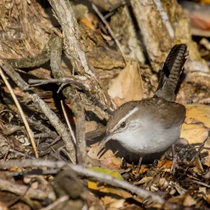 Bewick's Wren