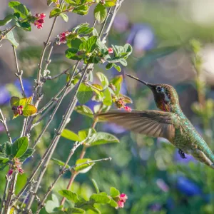 Anna's hummingbird