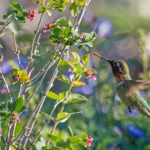 Anna's hummingbird