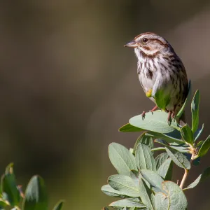 Song Sparrow