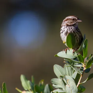 Song Sparrow