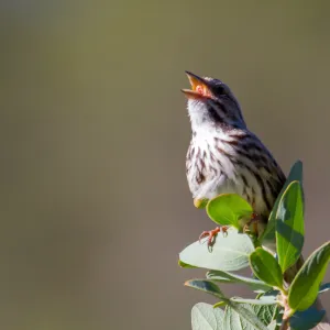 Song Sparrow