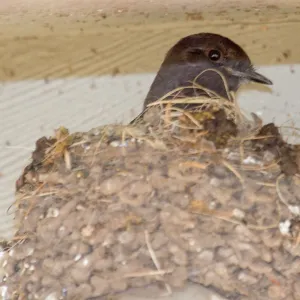 Black Phoebe