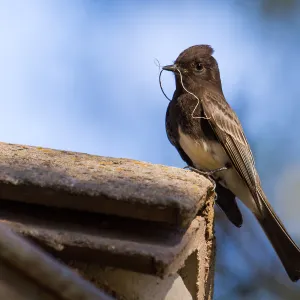 Black Phoebe