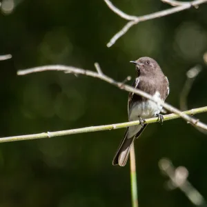 Black Phoebe