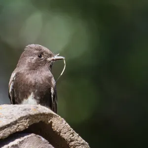 Black Phoebe