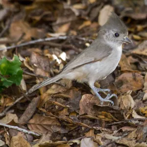 Oak titmouse