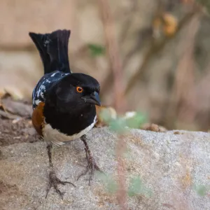 Spotted Towhee