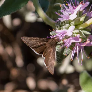 Moth, Purple Sage