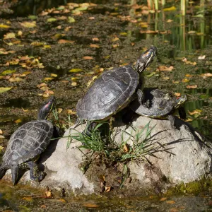 Turtles