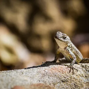 Western Fence Lizard