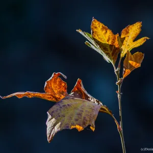 Leaves