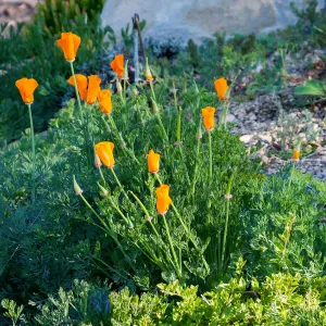 California Poppy