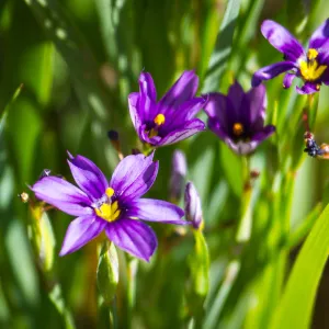 Blue-eyed Grass