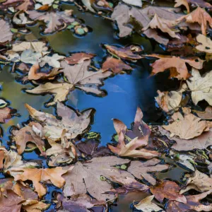 Leaves and Water