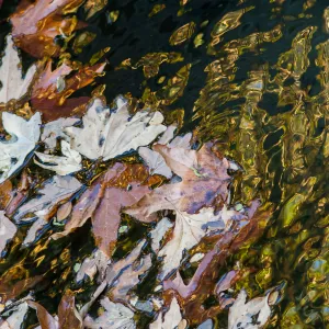 Leaves and Water