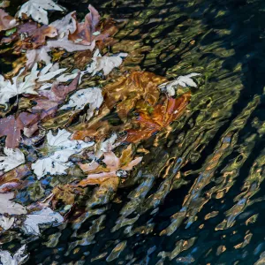 Leaves and Water