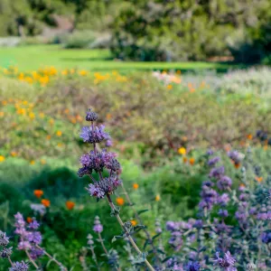 Purple Sage