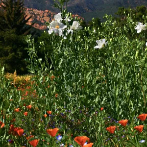 Flowers in Meadow