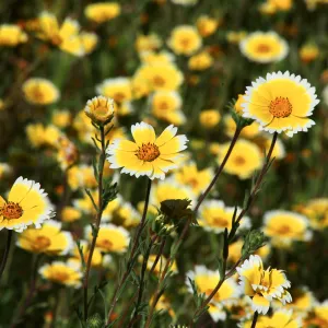 Tidytips in Meadow
