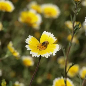 Tidytips in Meadow with Bee