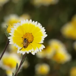 Tidytips in Meadow with Bee