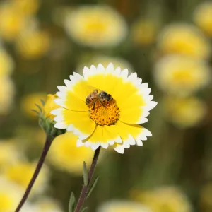 Tidytips in Meadow with Bee