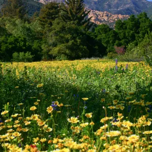 Flowers in Meadow