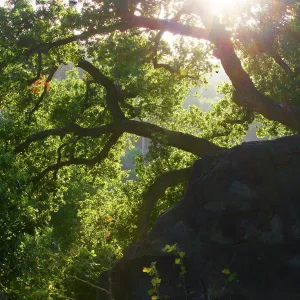 Sun Through Oaks