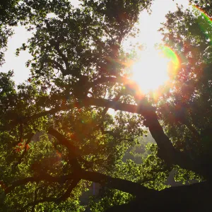 Sun Through Oaks