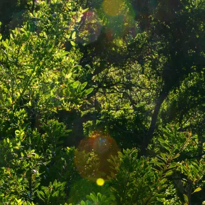 Sun Through Oaks
