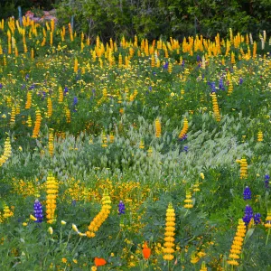 Flowers in Meadow
