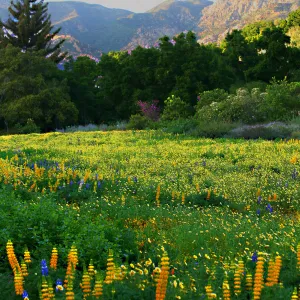 Flowers in Meadow
