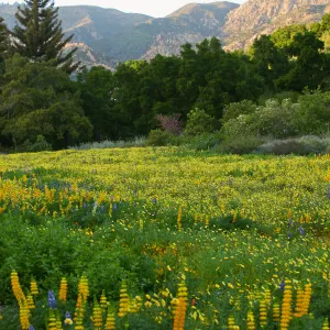 Flowers in Meadow