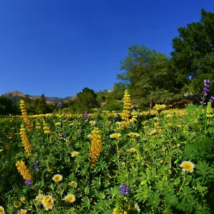 Flowers in Meadow